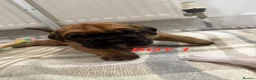 Boxer dogs for sale: Beautiful boxer puppies  - Advert 24