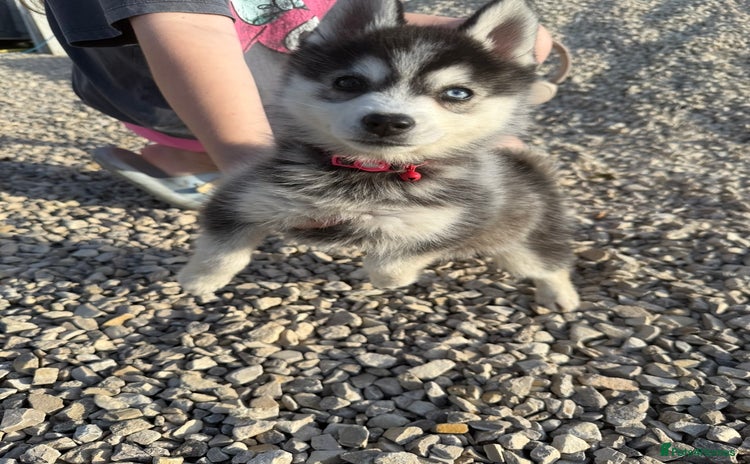Pomsky dogs - Advert 1