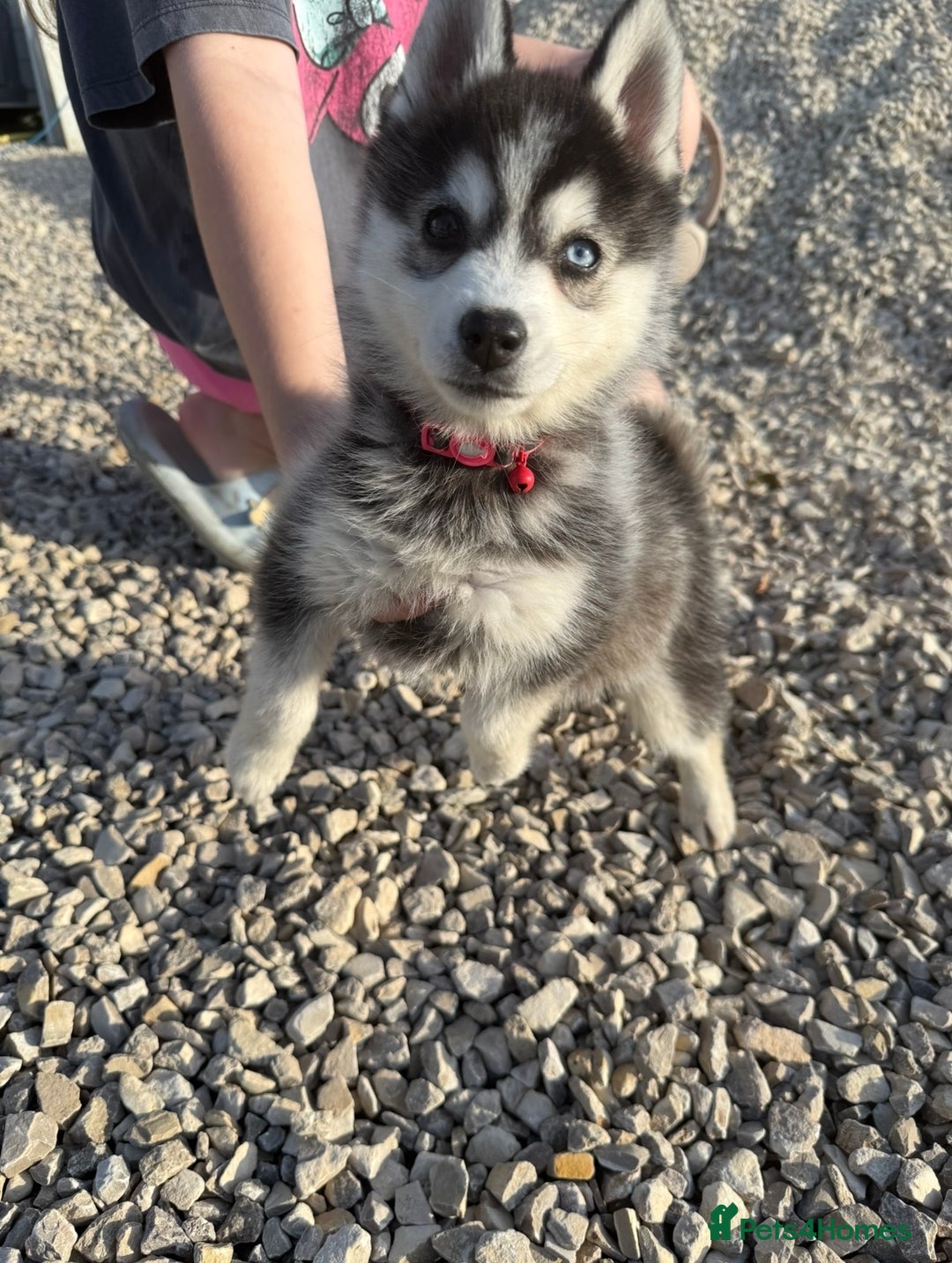 Pomsky dogs for sale: Beautiful F4 blue eyed Pomsky puppies  - Image 1