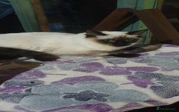 Ragdoll cats for sale: GCCF Active or Pet Ragdoll Boy - Image 6