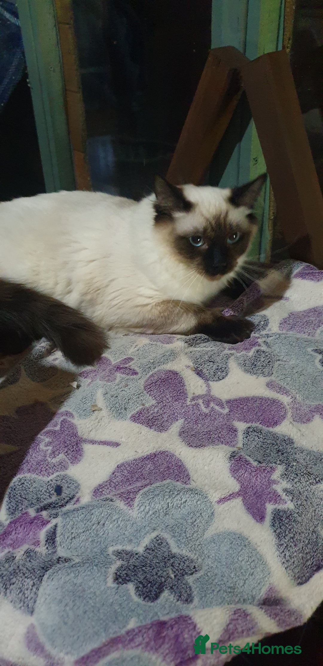 Ragdoll cats for sale: GCCF Active or Pet Ragdoll Boy - Image 6