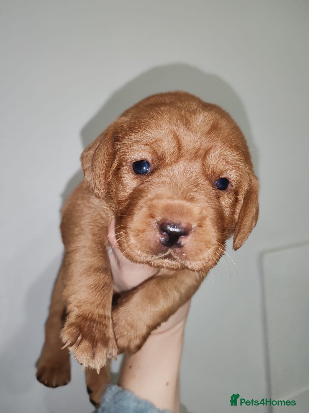 Labrador Retriever dogs for sale: LABRADOR PUPPIES GIRL AND BOY FOX RED 🐶🐕 - Advert 3