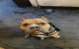 American Bully dogs for sale: Jagger  - Image 7