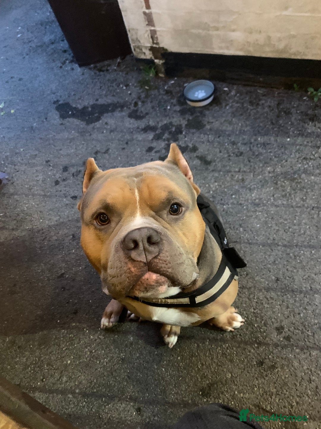 American Bully dogs for sale: Jagger  - Image 7