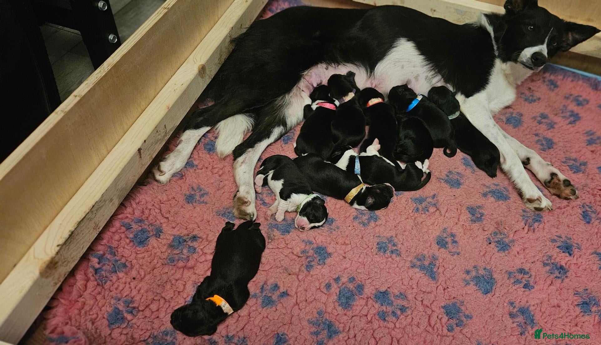 Mixed Breed dogs A litter of 10 beautiful Coltriever puppies - Advert 7