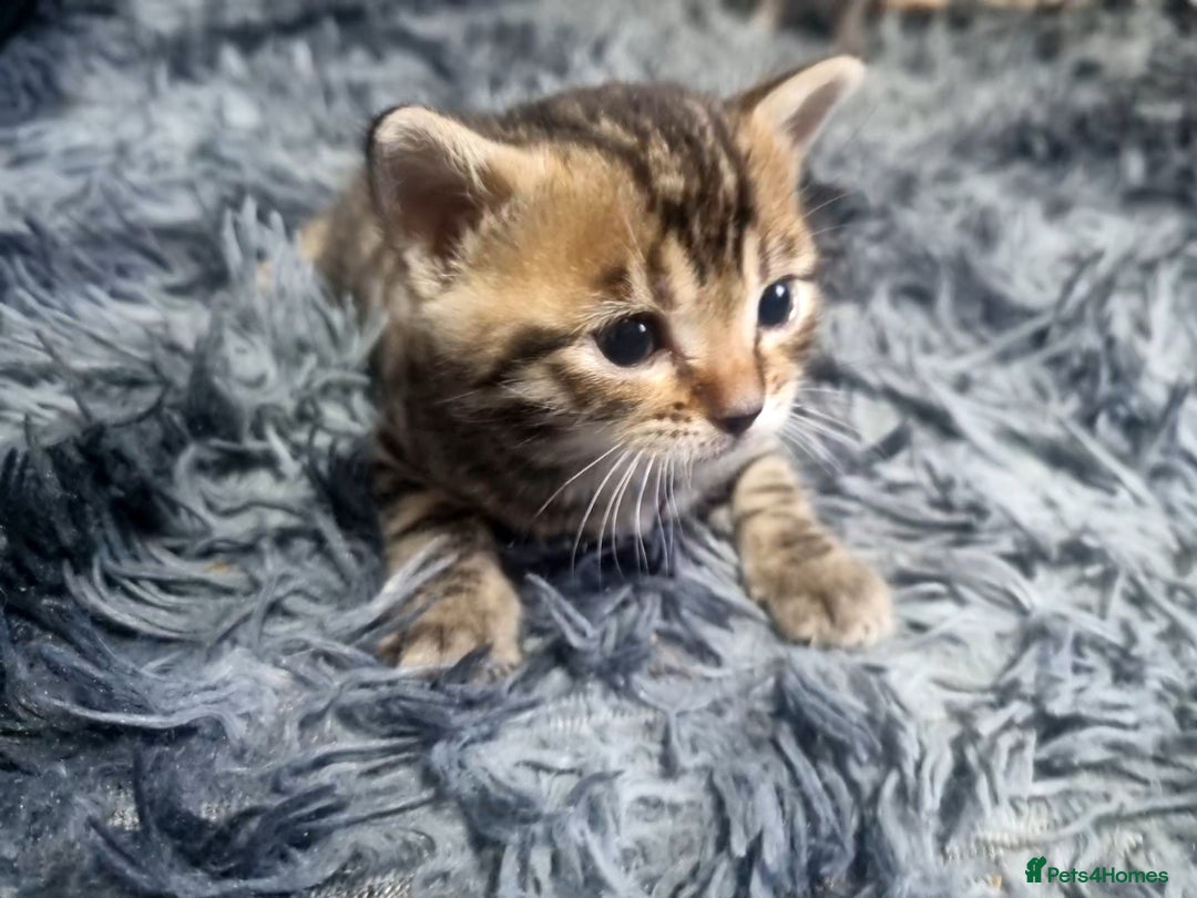 Bengal cats for sale: 🤩RARE BLUE BENGAL🤩SNOW LYNX🤩 BROWN🤩 - Image 6