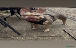 French Bulldog dogs for stud: Isabella stud - Image 1