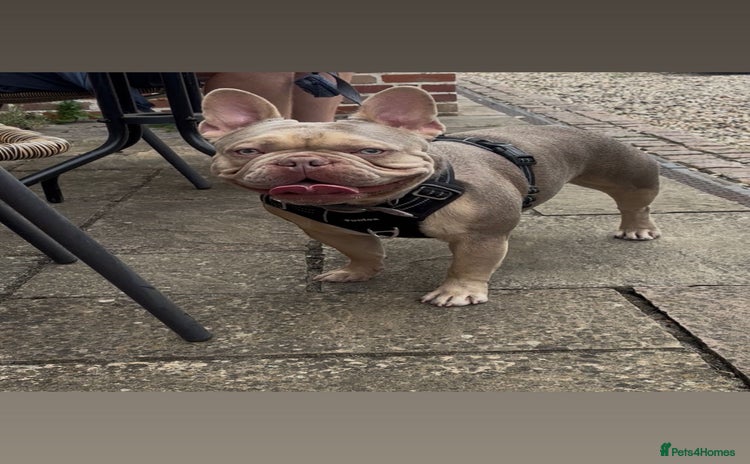 French Bulldog dogs - Advert 1
