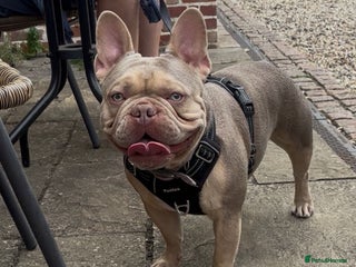 French Bulldog dogs - Advert 20