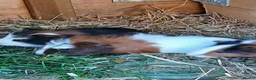 Guinea Pig rodents for sale:  guinea pigs babys  - Advert 3