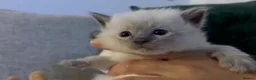 Ragdoll cats for sale: Ragdoll Babies ❤️ - Advert 10