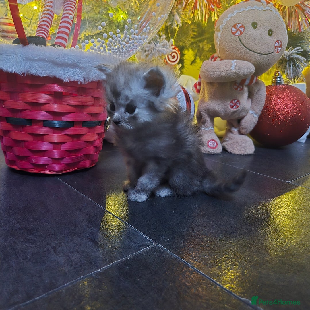 Maine Coon cats for sale: Champion russian Maine coon kittens - Advert 32