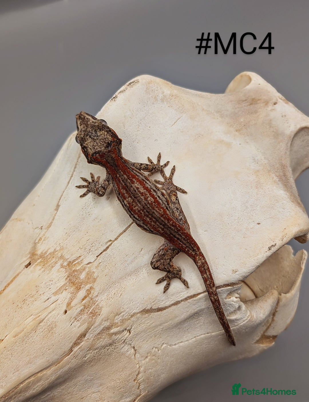 Gecko reptiles for sale: Red & Orange Stripe Gargoyle Gecko CB24  - Image 3