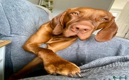 Hungarian Vizsla dogs for stud: Hungarian Vizsla Stud - Image 3