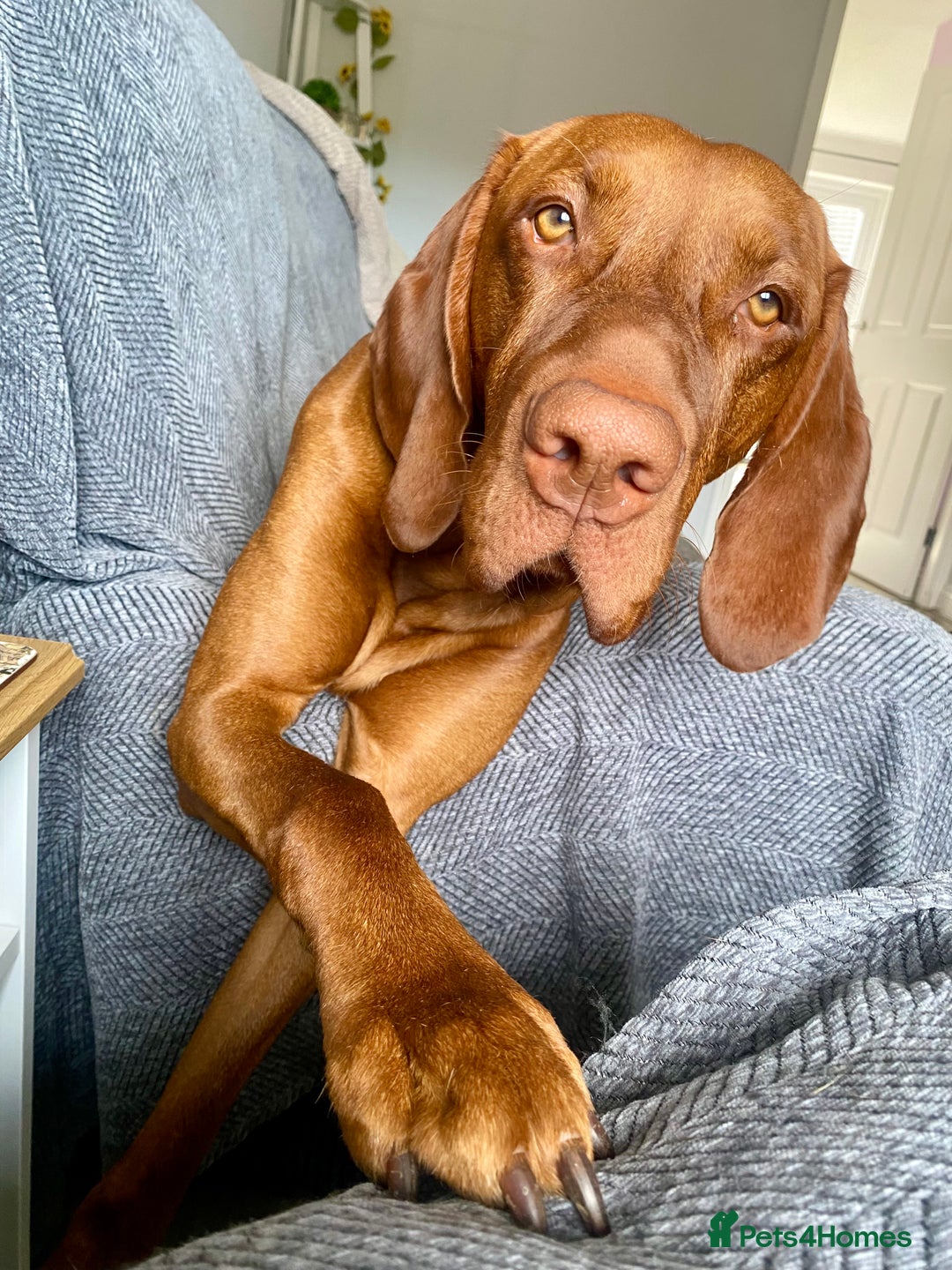 Hungarian Vizsla dogs for stud: Hungarian Vizsla Stud - Image 3