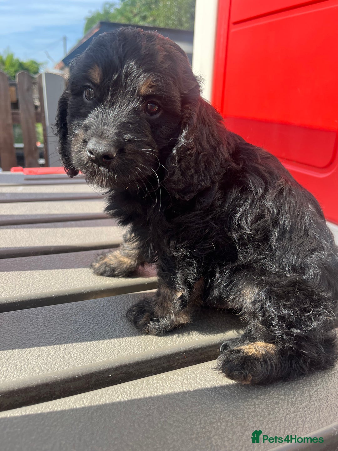 Cockapoo dogs for sale: F1 Cockapoo puppies  - Image 2
