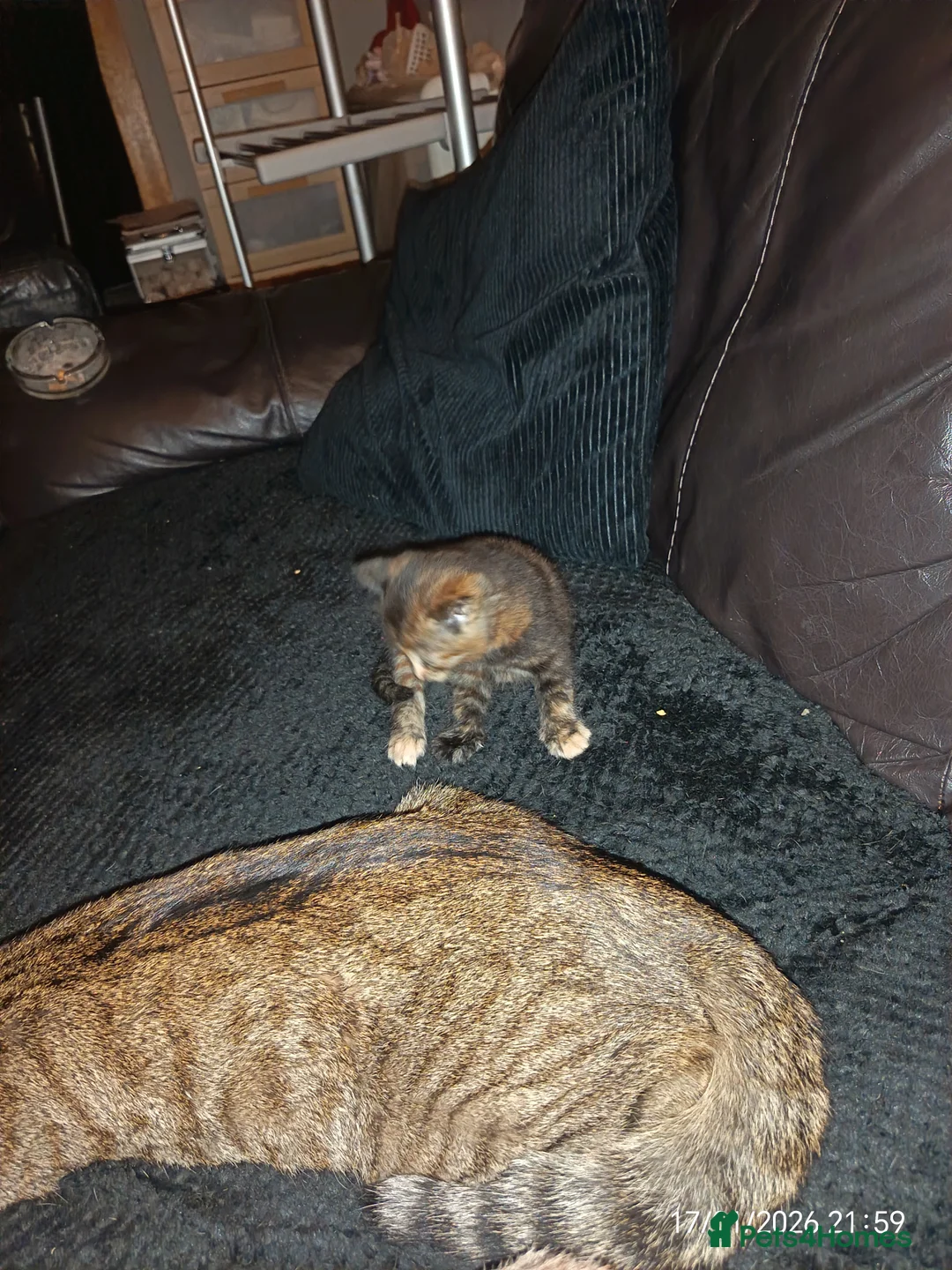 Mixed Breed cats for sale: Tortieshell female kitten - Advert 7