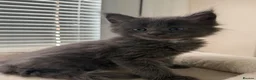 Maine Coon cats for sale: TICA Registered Maine Coon Kittens Reserve now - Advert 13