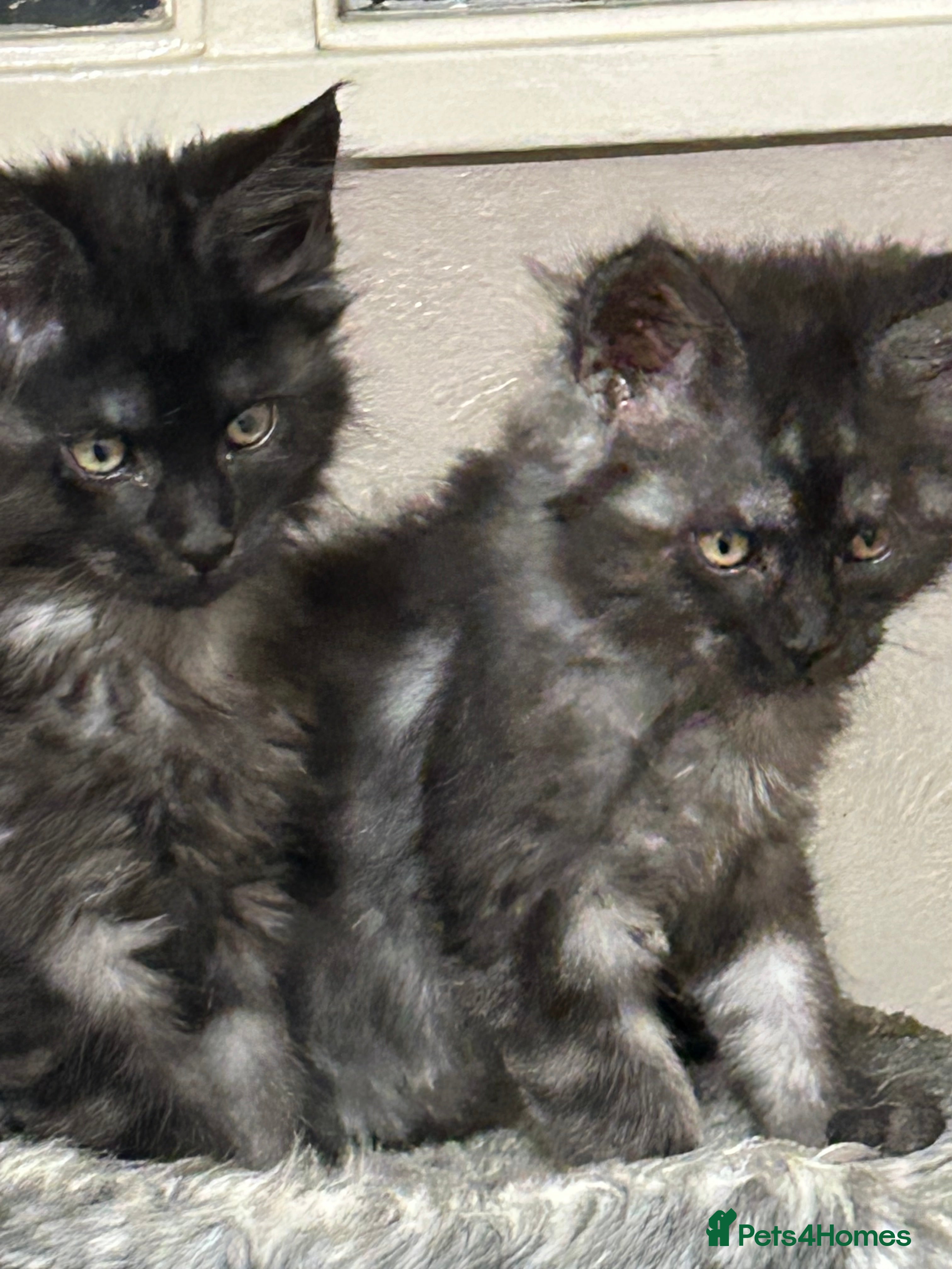 Maine Coon cats  5 BEAUTIFUL MAINECOON RUSSIAN LINE KITTENS LEFT  - Advert 18