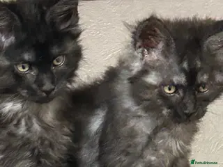 Maine Coon cats 5 BEAUTIFUL MAINECOON RUSSIAN LINE KITTENS LEFT - Advert 18