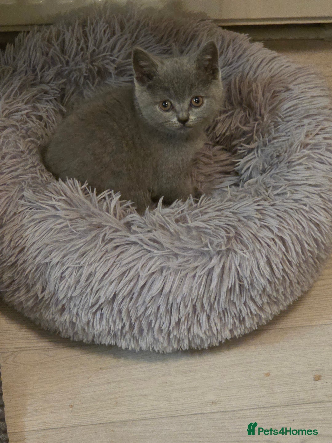 Scottish Fold cats for sale: Scotish fold/straight kittens 😸  - Advert 5