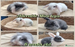 Mini Lop rabbits for sale: Adorable mini lop baby rabbits  - Image 1