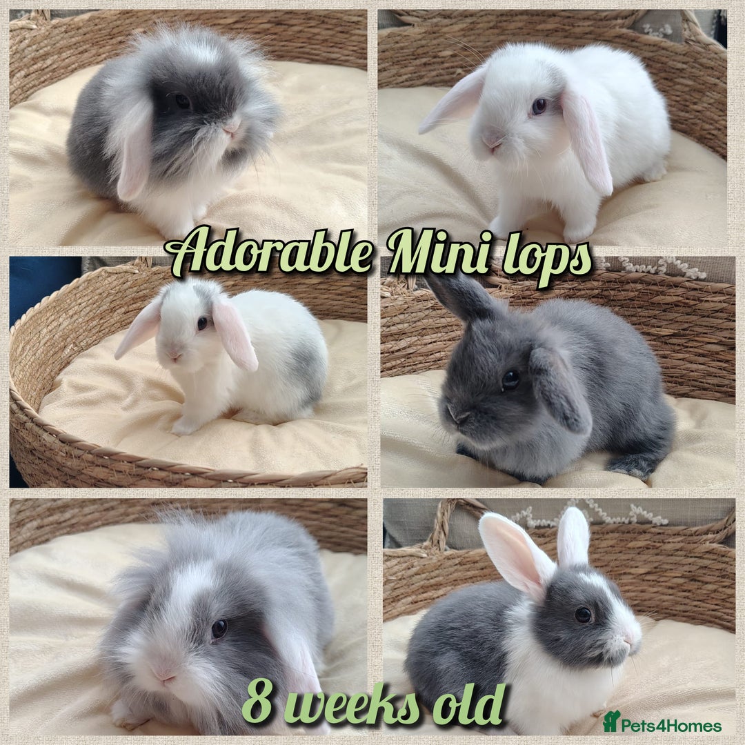 Mini Lop rabbits for sale: Adorable mini lop baby rabbits  - Image 1