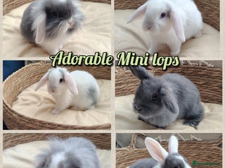 Mini Lop rabbits - Advert 2