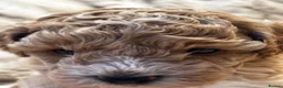Cavapoochon dogs for sale: 🐾 Beautiful F2 Cavapoochon Puppies 🐾 - Advert 5