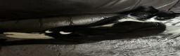 Mixed Breed cats for sale: Bonded pair.  in Crewe - Advert 8