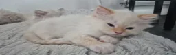 Ragdoll cats for sale: 3 beautiful Ragdoll kittens-Ready to Leave Mum Now - Advert 3