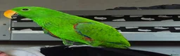 Parrots birds for sale: Beautiful Male Eclectus - Advert 3