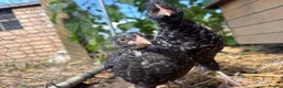 Chickens poultry for sale: Chicks for sale - Advert 1