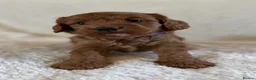 Cockapoo dogs for sale: Stunning Deep Red Cockapoos - Advert 6