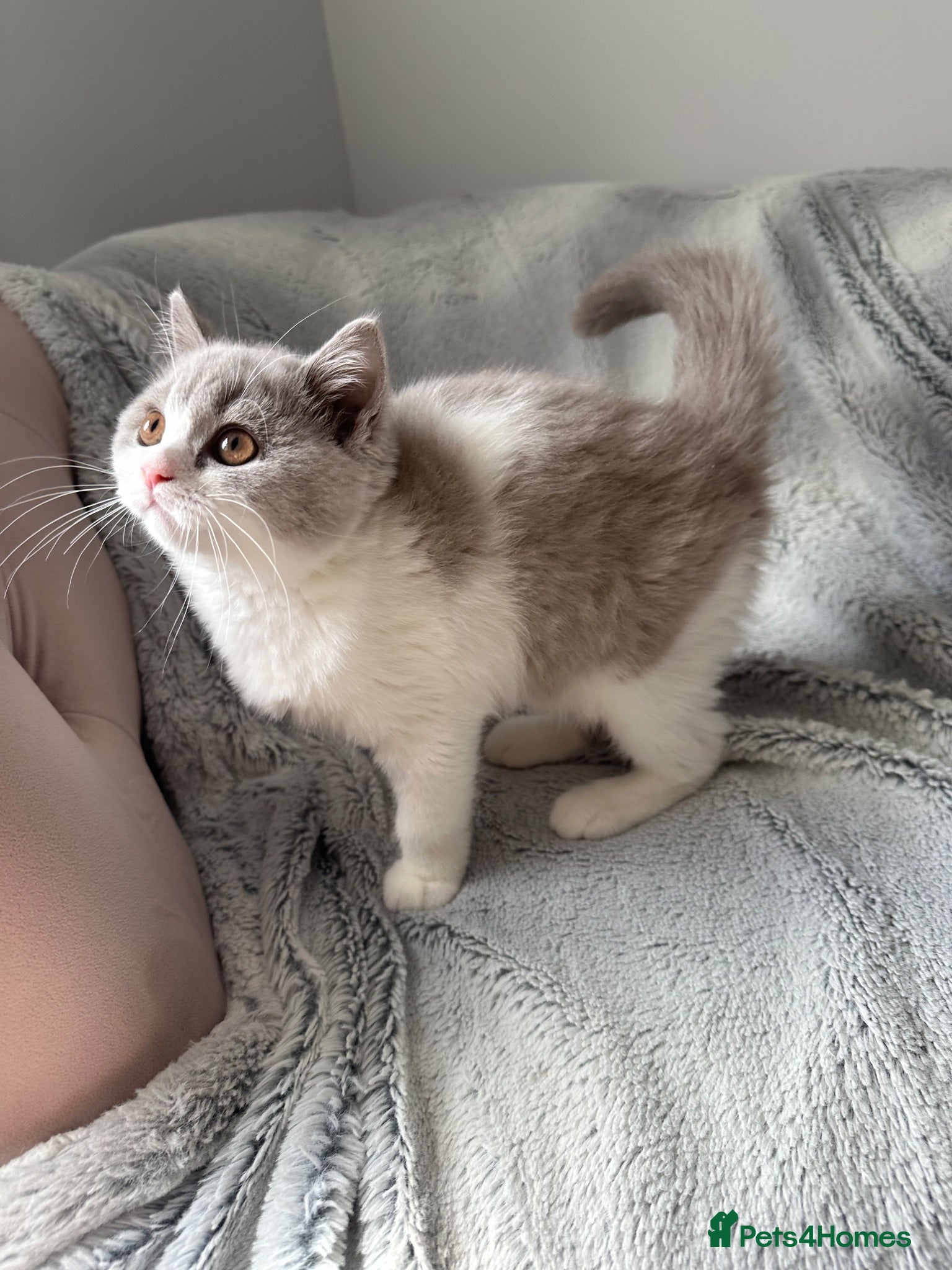 British Shorthair cats Pedigree British Blue Female Available next week   - Advert 1