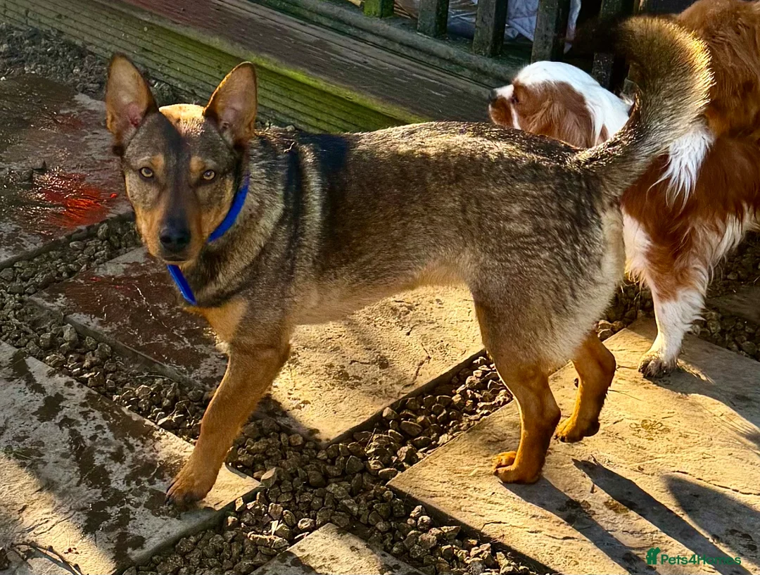 Border Collie dogs for adoption: ZIGGY – Border Collie (Male) - Advert 2