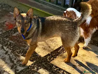 Border Collie dogs ZIGGY – Border Collie (Male) - Advert 14