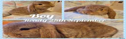 Mini Lop rabbits for sale: Mini lop kits.fully vaccinated&vetchecked - Advert 2