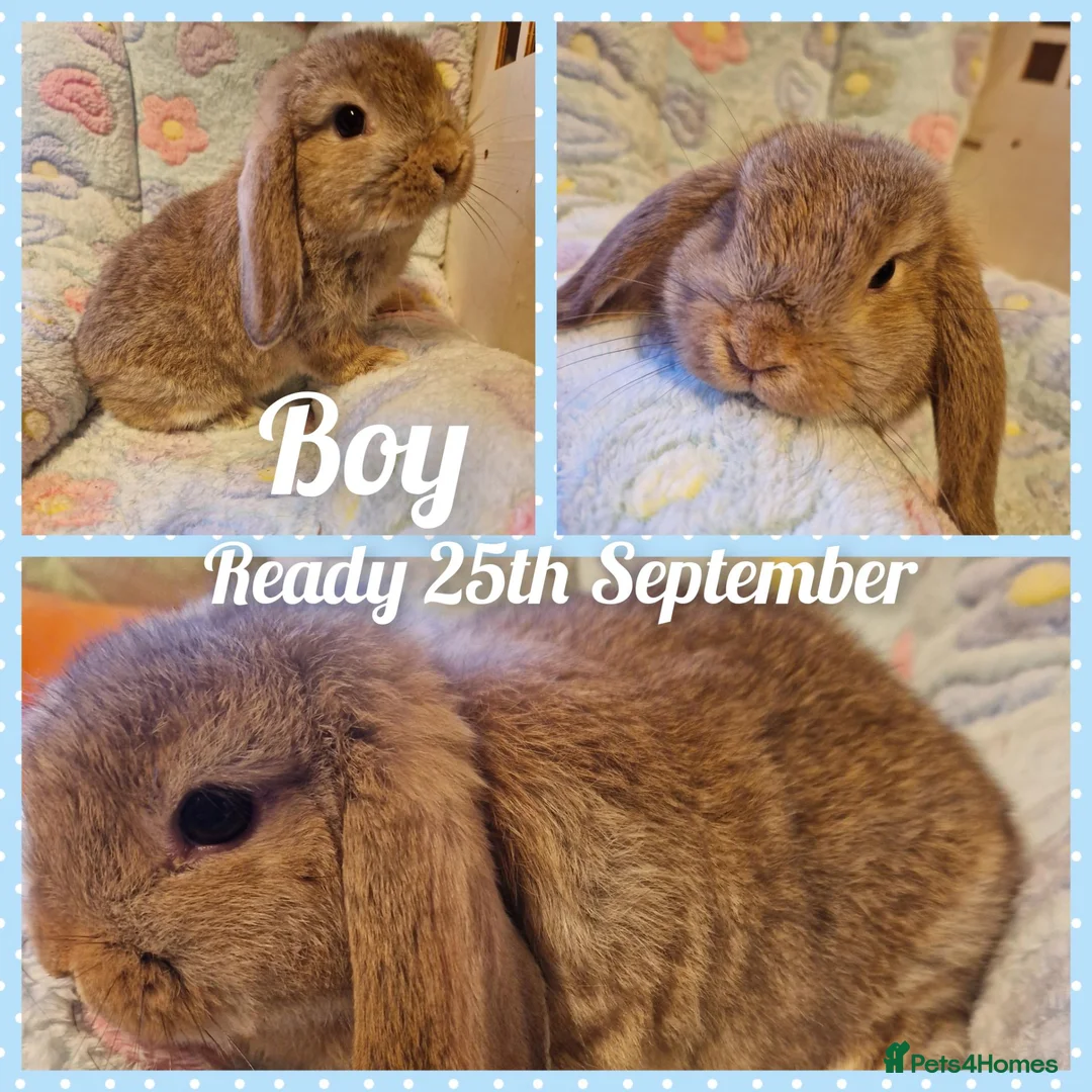 Mini Lop rabbits for sale: Mini lop kits.fully vaccinated&vetchecked - Advert 2