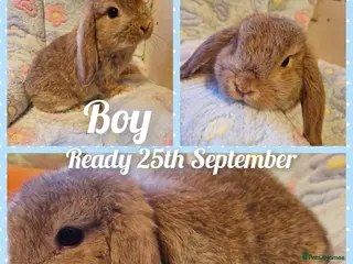 Mini Lop rabbits Mini lop kits.fully vaccinated&vetchecked - Advert 4