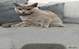 Brazilian Shorthair cats for sale: british short hair cats male  - Image 2