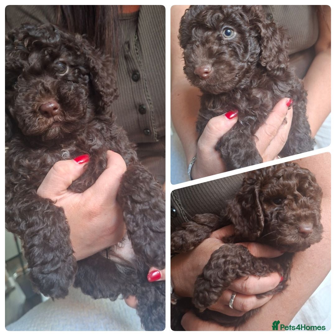 Miniature Poodle dogs 3 chocolate boys - Ready 15th July - Advert 1