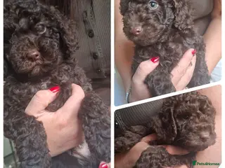Miniature Poodle dogs 3 chocolate boys - Ready 15th July - Advert 4