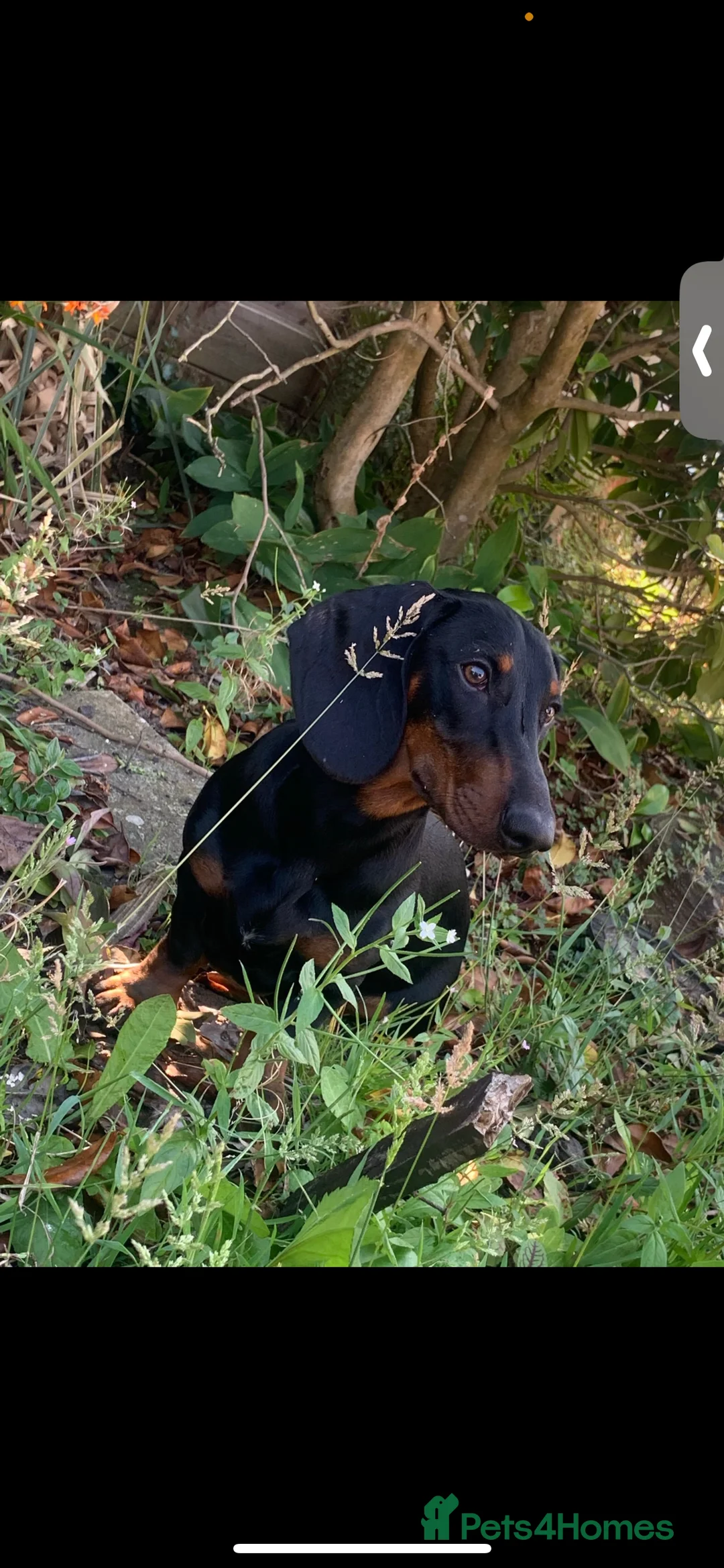 Dachshund dogs for sale: 4 year old male dachshund needs a home  - Advert 1
