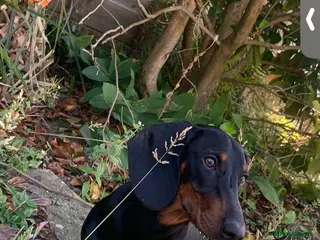 Dachshund dogs 4 year old male dachshund needs a home - Advert 2