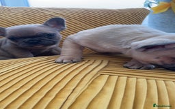 French Bulldog dogs for sale: Ready now!!! Rainbow litter - Image 3