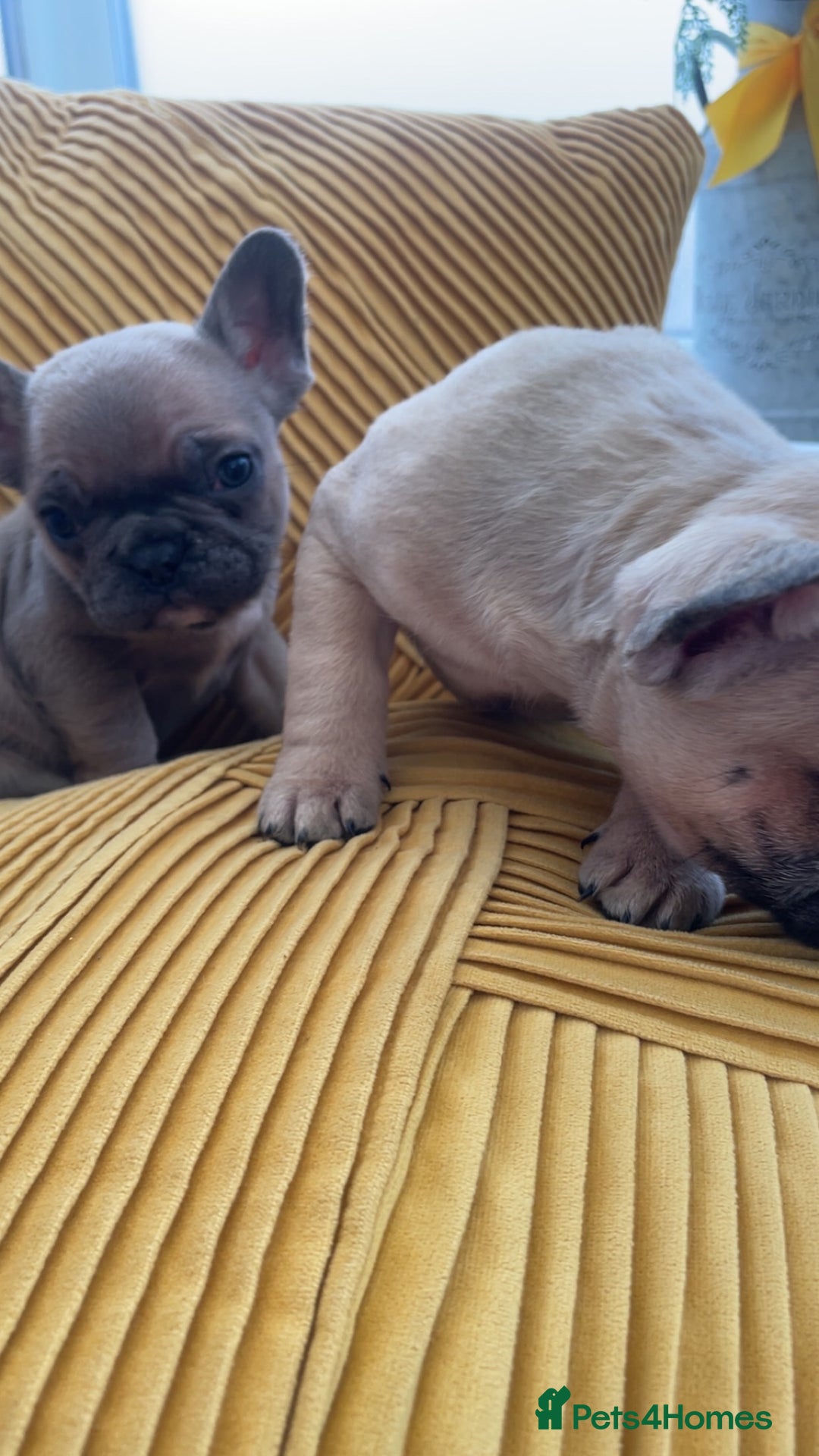 French Bulldog dogs for sale: Ready now!!! Rainbow litter - Image 3