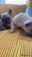 French Bulldog dogs - Advert 6