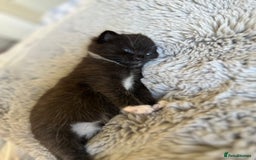 Domestic Shorthair cats for sale: ✨ Black & White Kittens Ready for Their New Home ✨ - Image 4