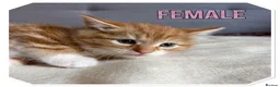 American Shorthair cats for sale: Beautiful Ginger kittens - READY FOR NEW HOMES! - Advert 6